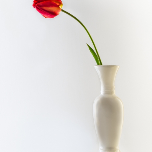 Honour Award Mike Hirak Red Tulip