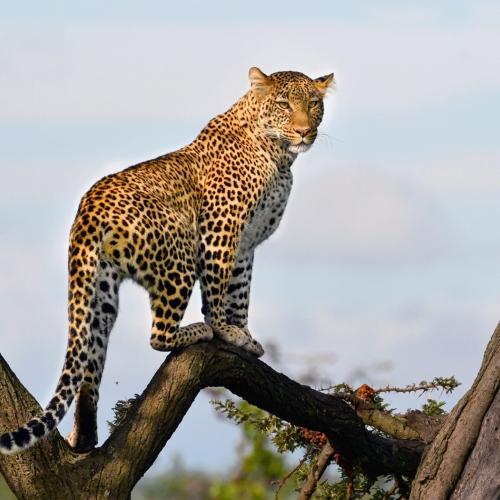 Honour Award Mike Streicher Maasai Mara Leopard