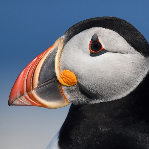 Honour Award Mike Streicher Puffin Portrait