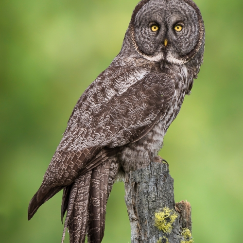 Honour Award Mike Wooding Great Gray Owl