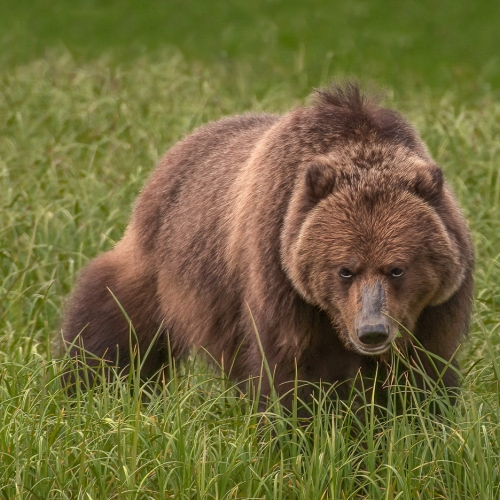 Honour Award Mike Wooding Grizzly Country
