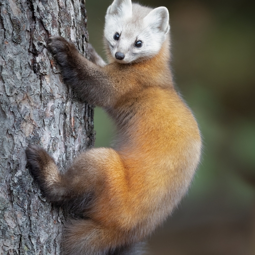 Honour Award Missy Mandel Pine Marten