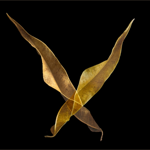Honour Award - Philip Wong - Dry Ficus Benjamina Cross