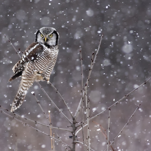 Honour Award Rachel Bilodeau Northern Hawk Owl