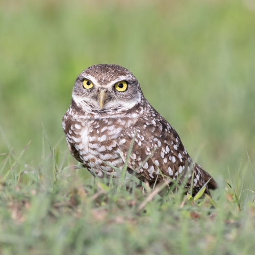 Honour Award Rachel Schneiderman Burrowing Owl