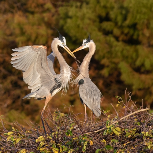 Honour Award Rachel Schneiderman Great Blue Herons Nest Builders