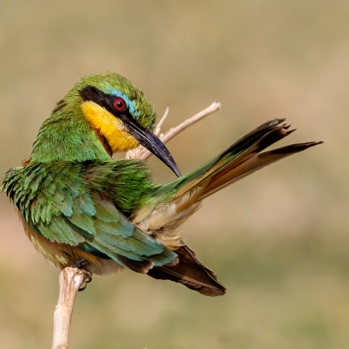 Honour Award Susan Nagy Little Bee Eater