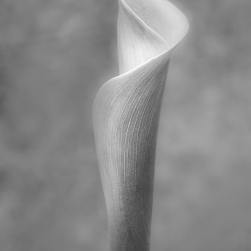 Honour Award Teresa Walker The Calla Unfolds