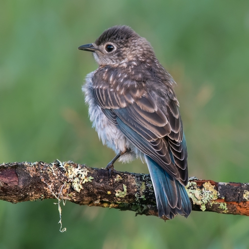 Honour Award - Theresa Bryon - Juvenile Bluebird