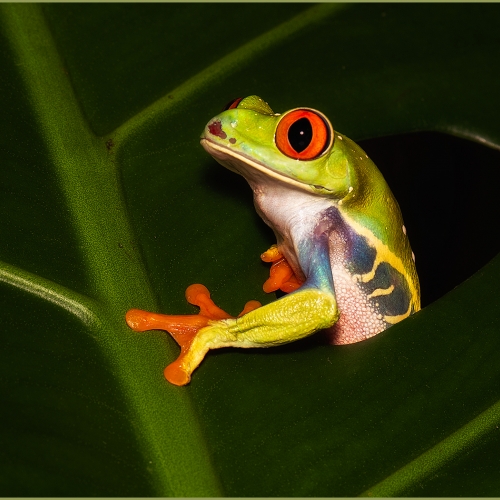 Honour Award - Theresa Bryson - Red Eyed Tree Frog