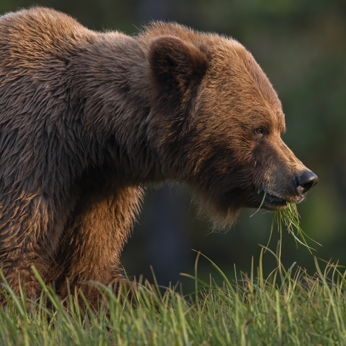 Honour Award William Bickle Grizzly Grazing