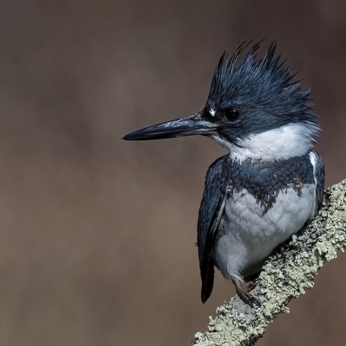 Honour Award William Bickle Kingfisher