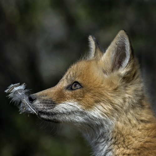 Honour Award William Bickle Red Fox Kit With Feather