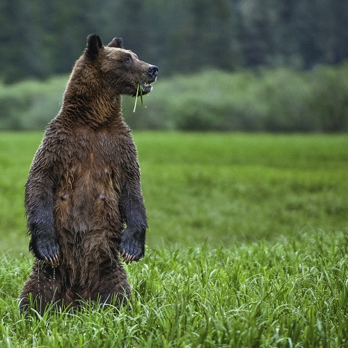 Honour Award William Bickle Outstanding Grizzly