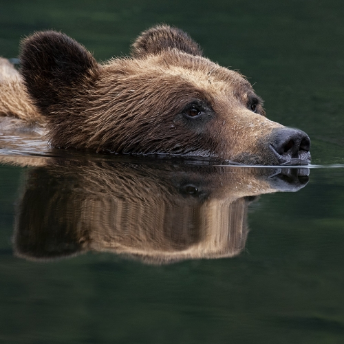 Honour Award Willim Bickle Grizzly Reflection 