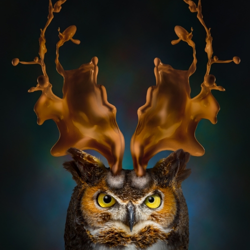 Honour Award - Yves Keroack - The Real Horned Owl