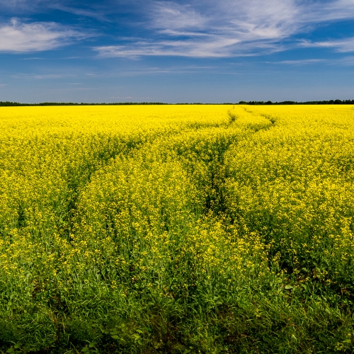 Honour - Yves Morissette - Canola Road