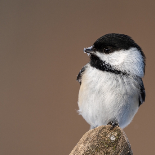 Honour - Grand River Imaging & Photographic Society - Dana Warmsley - Black Capped Chickadee
