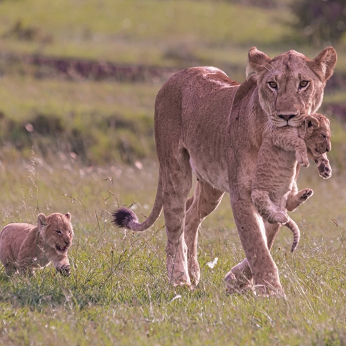 Honour - Grand River Imaging & Photographic Society - John Chapman - Lioness And Cubs
