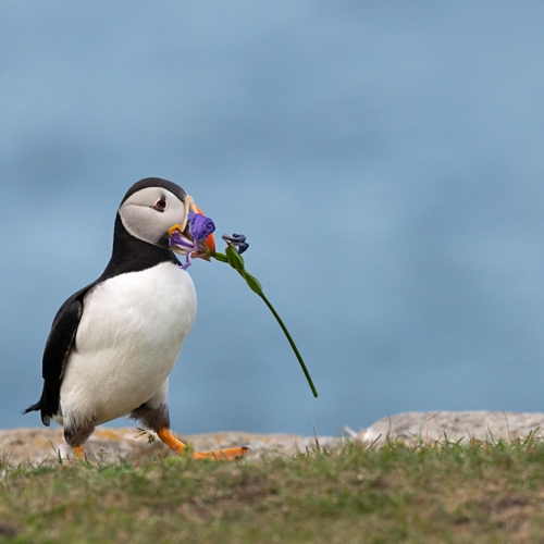 Honour - Grand River Imaging & Photographic Society - Lynn Fulton - Atlantic Puffin