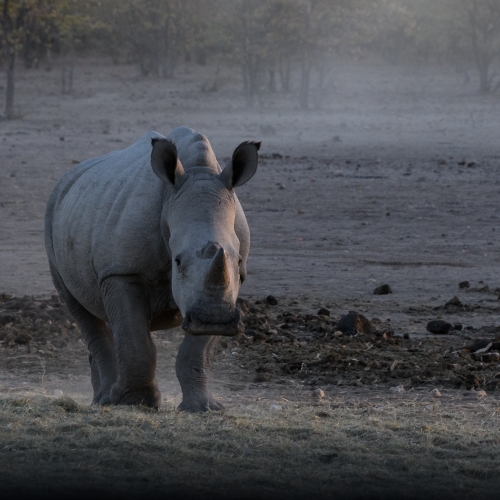 Honour - Grand River Imaging & Photographic Society - Nora Znotinas - White Rhinoceros Calf
