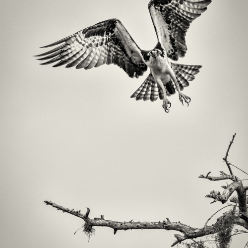 Honour Award - Guy P Larin - In The Crosshairs Of An Osprey