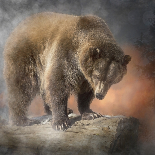 Honour - Hans Arnold - Grizzly In Peril