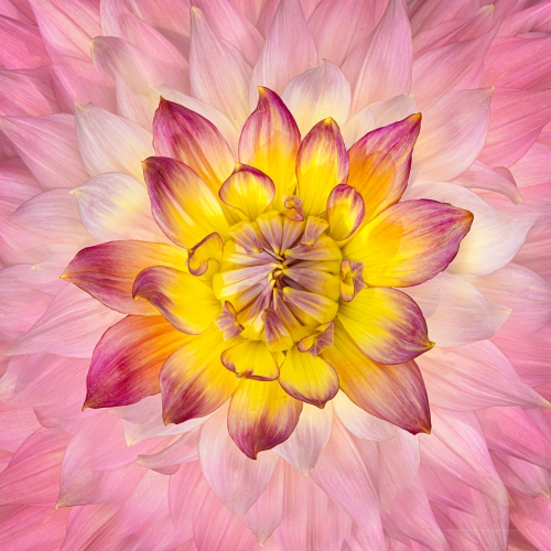 Honour - Jonathan Sau - Dahlia Pink