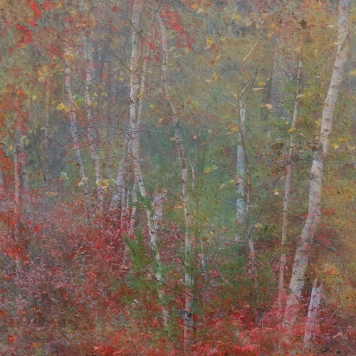Honour - Judy Griffin - Autumn Colours