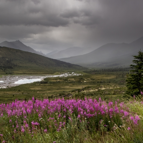 Honour - LCC - Patrica Morris - Ominous Afternoon In The Yukon