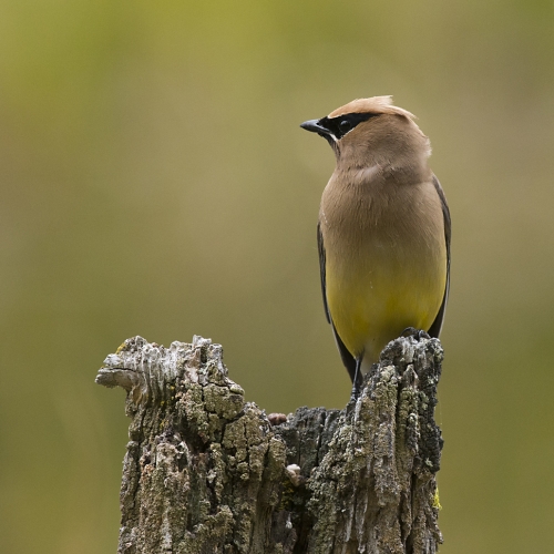 Honour - Lions Gate Camera Club - David Wingate - Cedar Waxwing