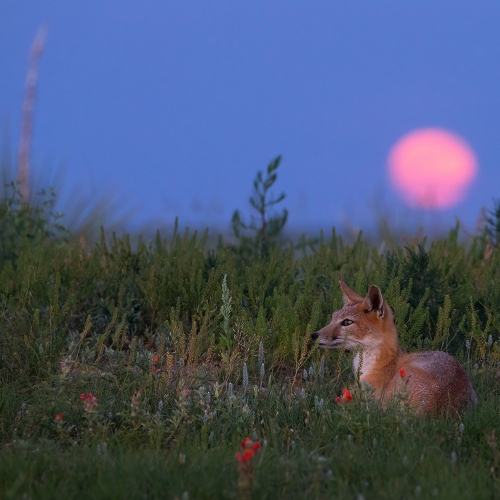 Honour - Lions Gate Camera Club - Roberta Olenick - Swift Fox Under Full Moon Rise
