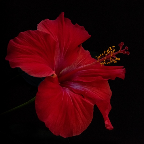 Honour - Llaesa North - Lovely In Red
