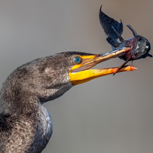 Honour - London Camera Club - Laurie Milne - Take A Stab At It