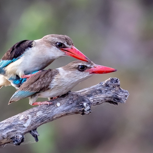 Honour - London Camera Club - Susan Godin - Love Is In The Air