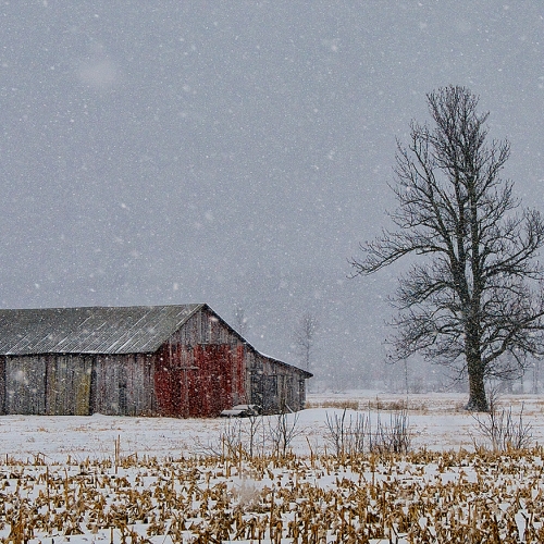 Honour - MCC Gail Mager - Winter Is Here Rigaud  Quebec
