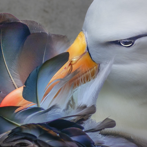 Honour - Minghua Zhou - Antarctic Albatross