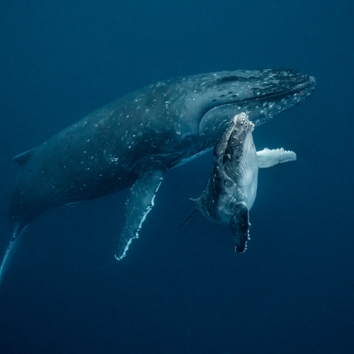 Honour Award - Nature - Photographic Society of New Zealand - "Humpback Whale Mother And Calf" by Jo McCarthy