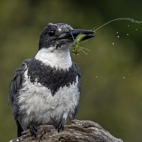Honour Award - Open Theme - Canadian Association For Photographic Art - "Belted Kingfisher with Beetle Juice" by William Bickle