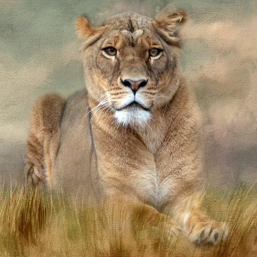 Honour - Rachel Bilodeau - A Majestic Lionness