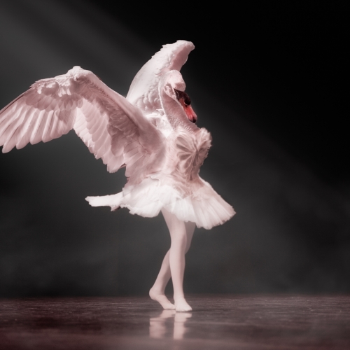 Honour Award - Randall Epp - Swan Lake