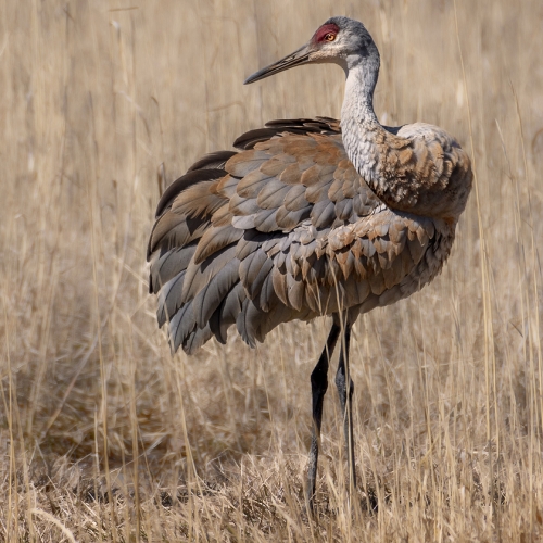 Honour - Sarnia Photographic Club - Jayne Primeau - Sandhill Crane  Kettle Point