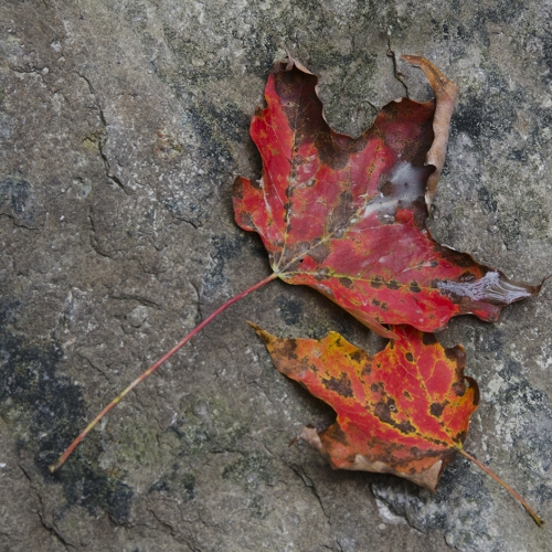 Honour - Sarnia Photographic Club - Joan Elliott - Maple Leaves