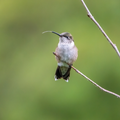 Honour - Sarnia Photographic Club - Laura McLean - Sassy Hummingbird