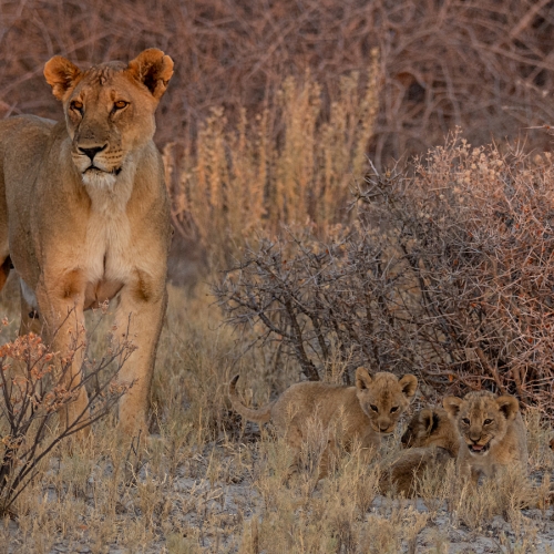 Honour - Sarnia Photographic Club - Marty Cogswell - Evening Prowl