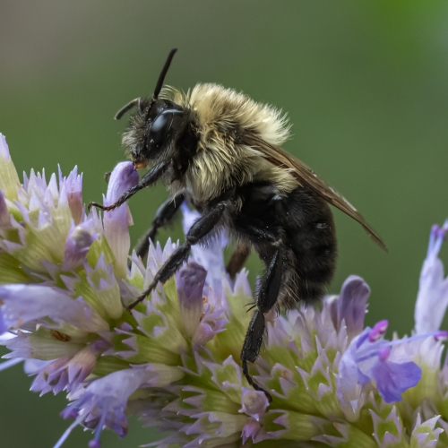 Honour - Sarnia Photographic Club - Sandi Spaulding - Bumblebee At Lunch