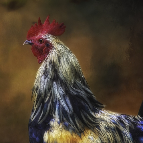 Honour - Theresa Bryson - Cock Of The Walk