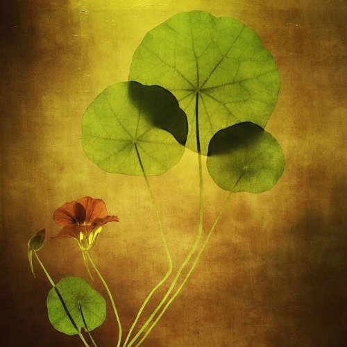 Honour - Theresa Bryson - Nasturtium