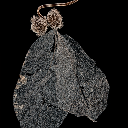 Honour - Theresa Moore - Leaf Skeletons