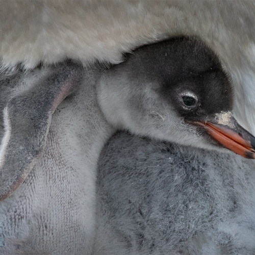 Honour - Toronto Camera Club - Christopher Siou - GENTOO CHICK SNUGGLE